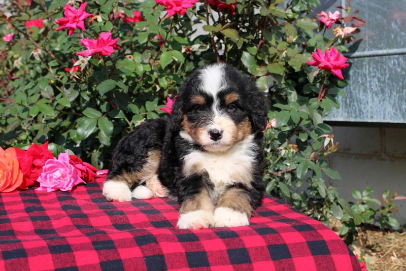 puppy, for, sale, Bernedoodle, Matthew B. Stoltzfus, dog, breeder, Gap, PA, dog-breeder, puppy-for-sale, forsale, nearby, find, puppyfind, locator, puppylocator, aca